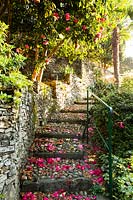 Steep cobbled steps up the sides of stone terraces, dropped petals from  Camellia drops 