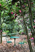 Camellia woodland with clearing with table and chairs 