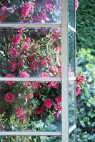 Camellia 'Magnoliiflora' seen through glass growing outside conservatory 