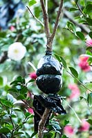 Air layered Camellia growing outside 