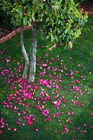 Camellia petal carpet on lawn, from mature specimen tree