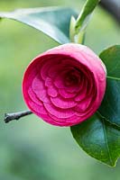 Camellia japonica 'Francesco Ferruccio', rare variety 