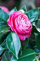Camellia japonica 'Lavina Maggi Rosea'