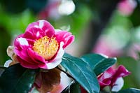 Camellia japonica 'Stalin' 