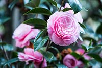 Camellia japonica 'Otome' 