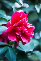 Camellia reticulata 'William Hertrich'