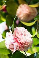 Camellia japonica 'Lavina Maggi'