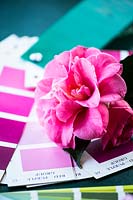 Camellia flower with RHS colour charts so comparative colour descriptions can be compared or written 