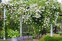Rosa 'Lykkefund' growing on  white pergola
