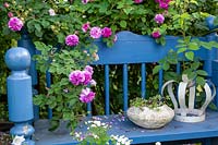 Blue bench built from a former bed, Rosa 'Russeliana' - Rambler Rose - draped over the bench