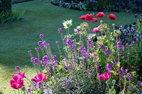 Erysimum 'Bowles's Mauve' - Perennial Wallflower - and Papaver - Oriental Poppy - in a bed with neat lawn beyond