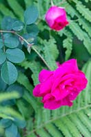 Rosa 'Cerise Bouquet' - Shrub Rose