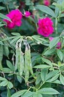 Seed pods of Piptanthus and Rosa 'Cerise Bouquet' - Shrub Rose
