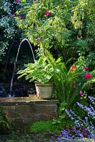 Corner of raised brick water feature with variegated Hosta in pot and water spouting behind, nearby plants: ferns, Nepeta, Rosa 'Cerise Bouquet' and seed pods of Piptanthus