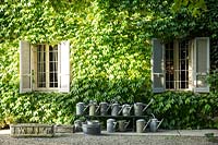Display of old watering cans and stone troughs in front of a house covered with  Parthenocissus tricuspidata 'Veitchii' - Boston Ivy 