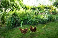 Hens roam freely in a garden of lawn and mixed beds 