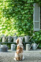 View of the facade of the house covered with ampelopsis veitchii tricuspidata with a dog looking at a row of galvanised watering cans 
