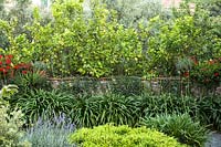 A row of Agapanthus along an old wall with Citrus - Lemon - trees behind