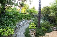 View along gravel path with retaining stone wall topped with Agapanthus, also a planting of Aeonium, Salvia rosmarinus - Rosemary  around the base of Palm trunk 