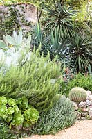 Drought-tolerant border with Aeonium, Salvia rosmarinus - Rosemary , Cactus, Opuntia and Yucca