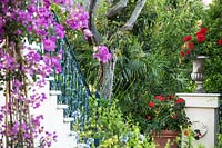 Trained Bougainvillea and potted Pelargonium by flight of steps, Palm trees beyond 