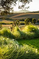 Windswept plantings of Pennisetum orientale and Pennisetum alopecuroides viridescens, with views to countryside landscape