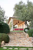 Steps up to house with clipped mounded shrubs and Olea europaea - Olive - tree on either side 