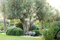 Specimen Olea europaea - Olive - tree in a border with clipped Salvia Rosmarinus - Rosemary and flowering Leonotis leonurus 