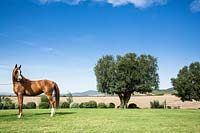 Horse standing in a field with borders of pruned shrubs that frame the Tuscan landscape