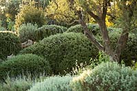 Evergreen shrubs pruned in rounded forms: Salvia Rosmarinus - Rosemary, Elaeagnus, Teucrium and Atriplex