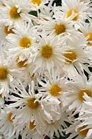 Chrysanthemum 'Vallee Blanche'