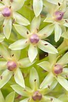 Eucomis comosa - Pineapple lily - August