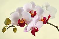 Phalaenopsis - Moth Orchid