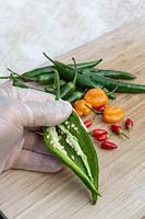 person holding a cut-open Green Cayenne chilli, showing the seeds within.