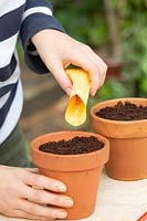 Person tipping chilli seeds from a seed packet  into a pot filled with coir peat.