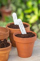 Terracotta pots sown with chilli pepper seeds. 
