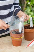 Person putting a rubber band over a plastic bag to act as a mini glass house.
