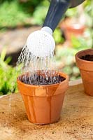 Watering in chilli seeds planted in a small terracotta pot using a plastic watering can.