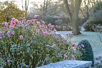 Rosa 'Bonica' with early morning frost behind brick wall.