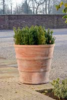 Buxus sempervirens in a large terracotta pot, from The Italian Terrace in the early morning.