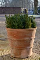 Buxus sempervirens in a large terracotta pot from The Italian Terrace in the early morning.