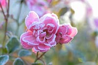 Early morning frost with Rosa 'Bonica'