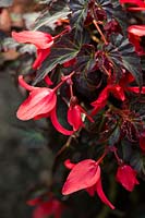 Begonia 'Summerwings Dark Elegance' 