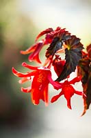 Begonia 'summerwings dark elegance'. 