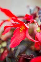 Begonia 'Summerwings Dark Elegance'