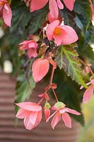 Begonia 'Unstoppable Upright Salmon'