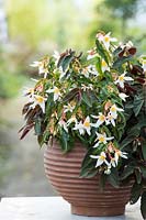 Begonia 'Summerwings White Elegance' 