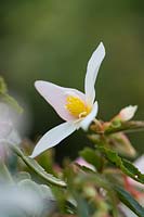 Begonia 'summerwings white elegance'. 