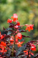 Begonia 'unstoppable upright fire'. 