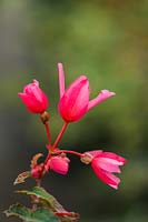 Begonia 'Summerwings Pink'